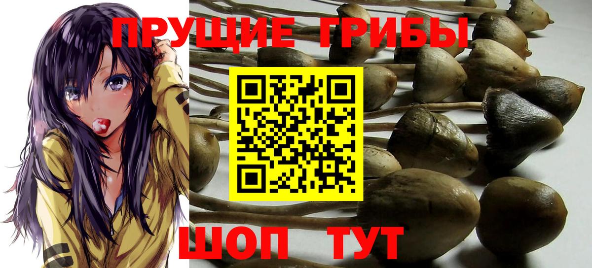 где купить наркотик  Галлюциногенные грибы прущие грибы  Вход с VPN  Оренбург 